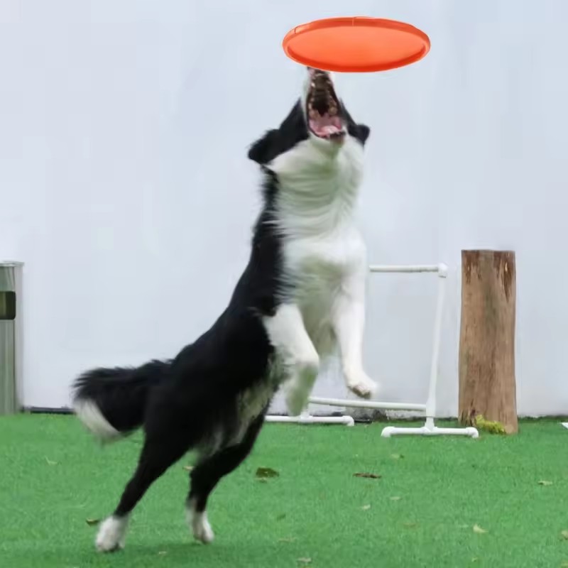 Giocattolo Interattivo a Forma - Flying Disc Dog Training Toy recensione e prezzo